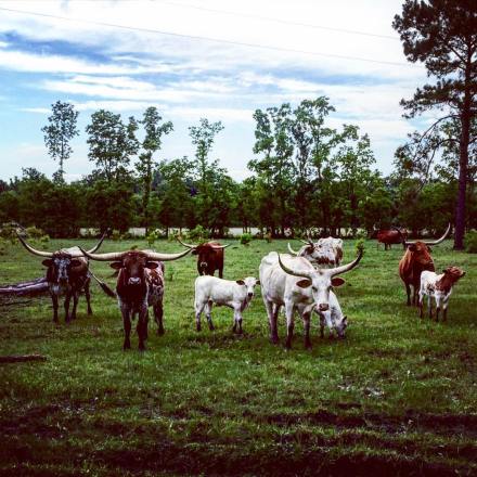 13261022_1703290829944713_416820874_n